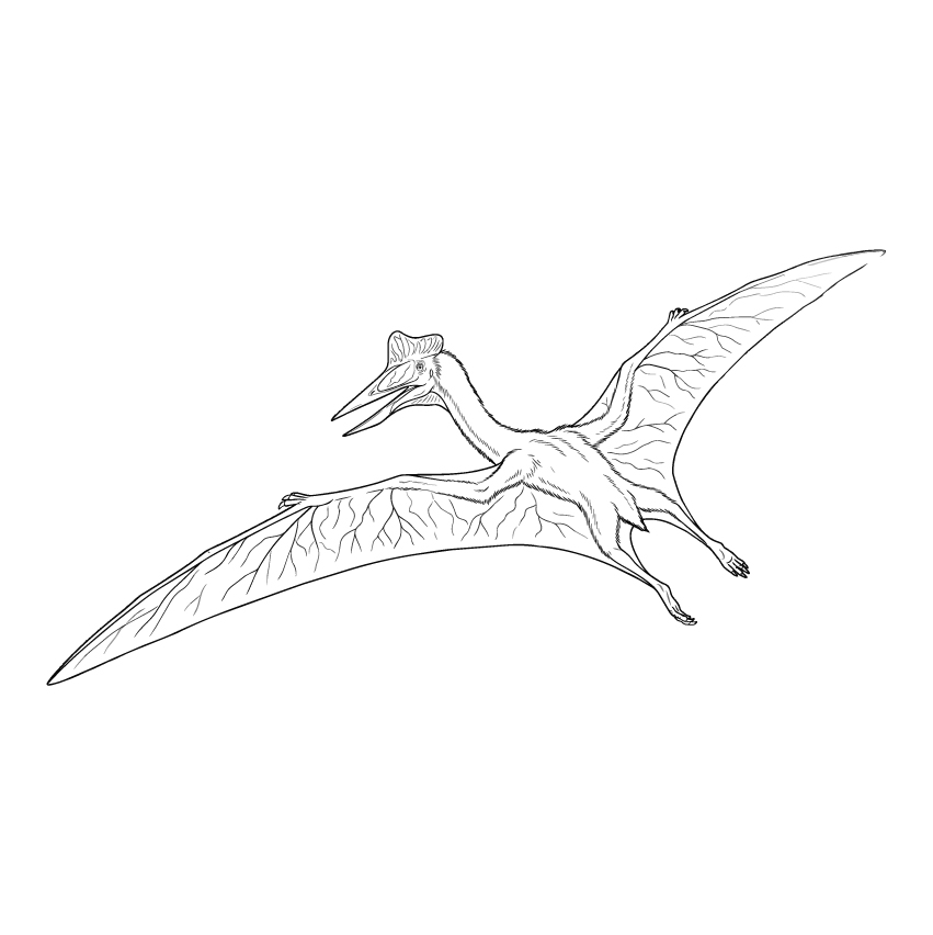 ケツァルコアトルスの無料塗り絵イラスト（知育・高齢者レク用）