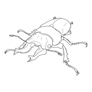 ローゼンベルグオウゴンオニクワガタの無料塗り絵イラスト（知育・高齢者レク用）