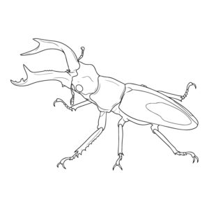セアカフタマタクワガタ（パリーフタマタクワガタ）の無料塗り絵イラスト（知育・高齢者レク用）