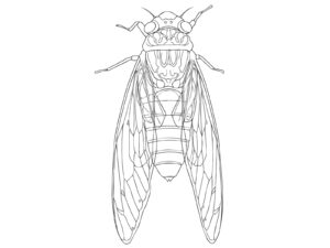 Free printable Meimuna opalifera coloring page