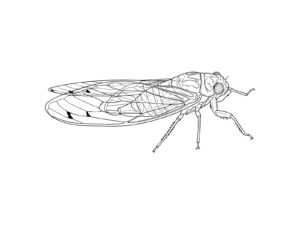 ツクツクボウシ２の無料塗り絵イラスト（知育・高齢者レク用）