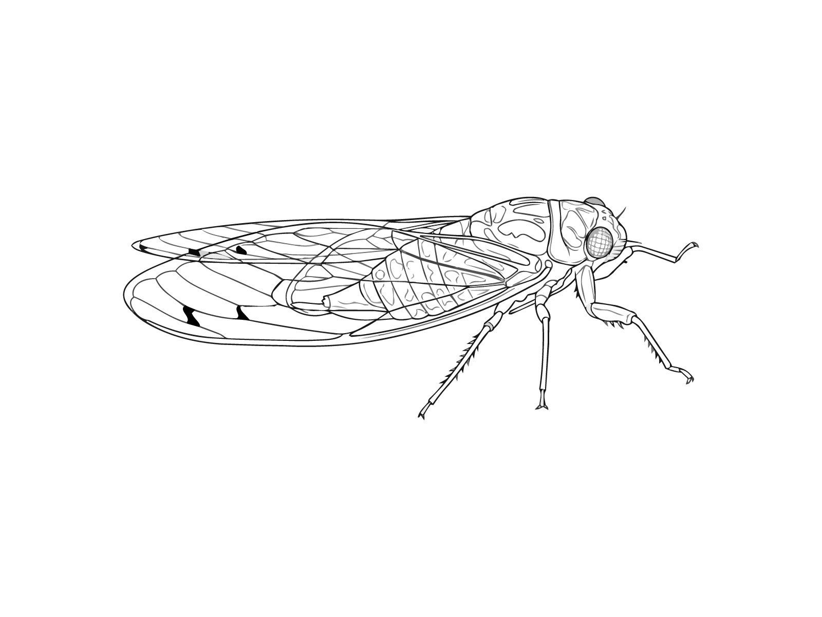 ツクツクボウシの無料塗り絵イラスト（知育・高齢者レク用）
