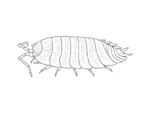Free printable Woodlouse coloring page