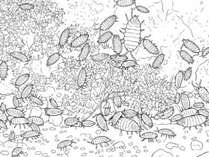 ワラジムシ３の無料塗り絵イラスト（知育・高齢者レク用）