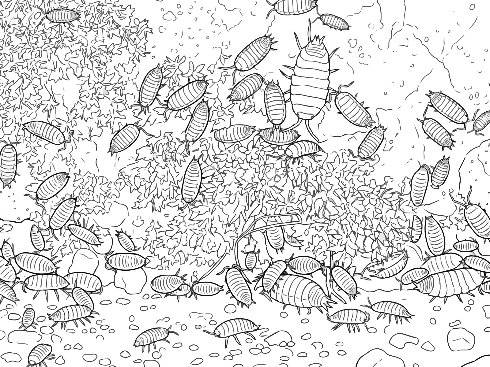 ワラジムシの無料塗り絵イラスト（知育・高齢者レク用）