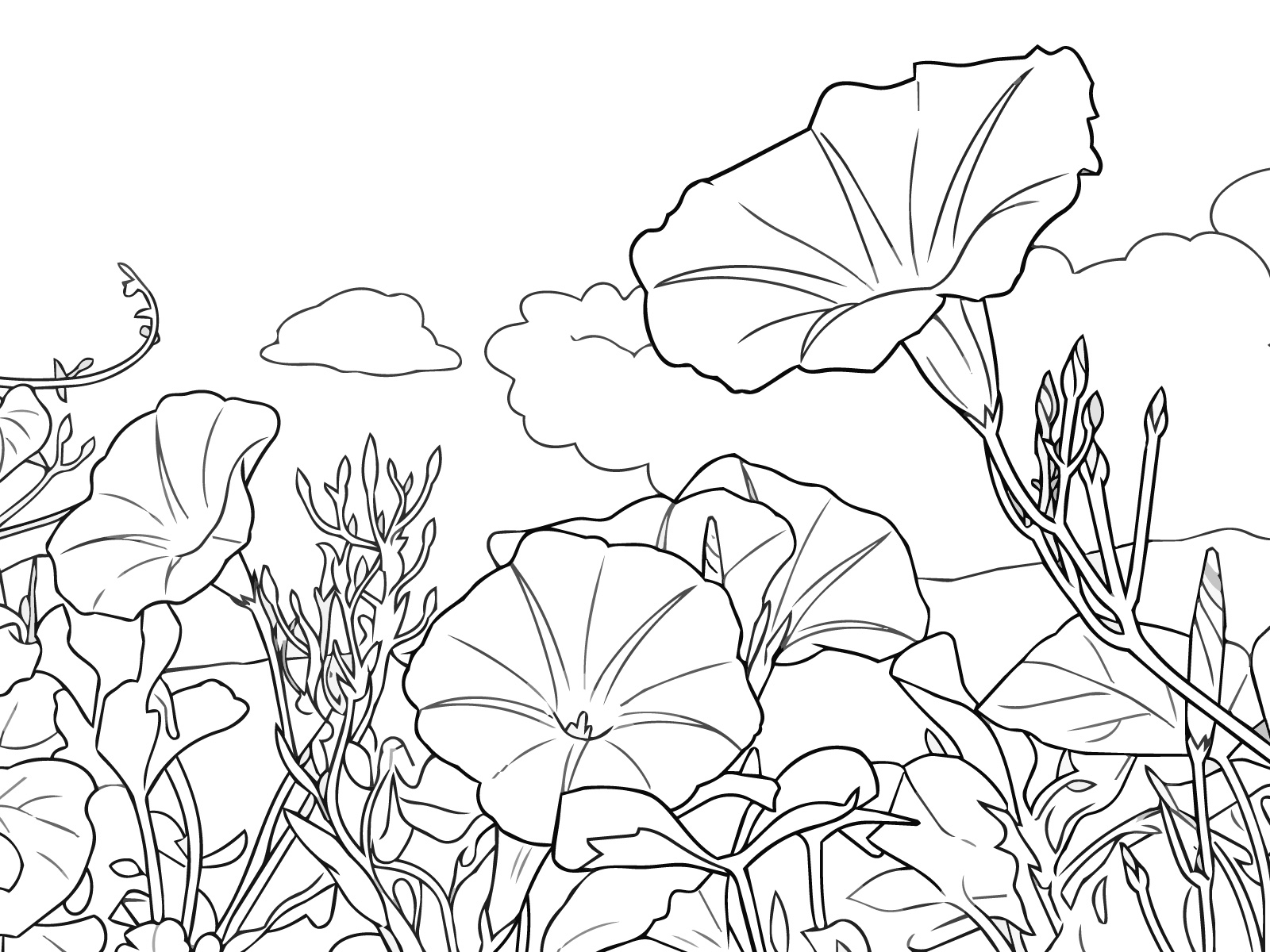アサガオの無料塗り絵イラスト（知育・高齢者レク用）