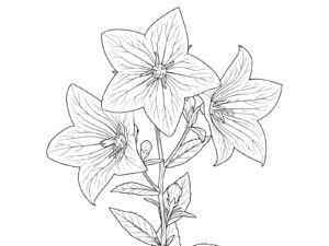 Free printable Balloon flower coloring page