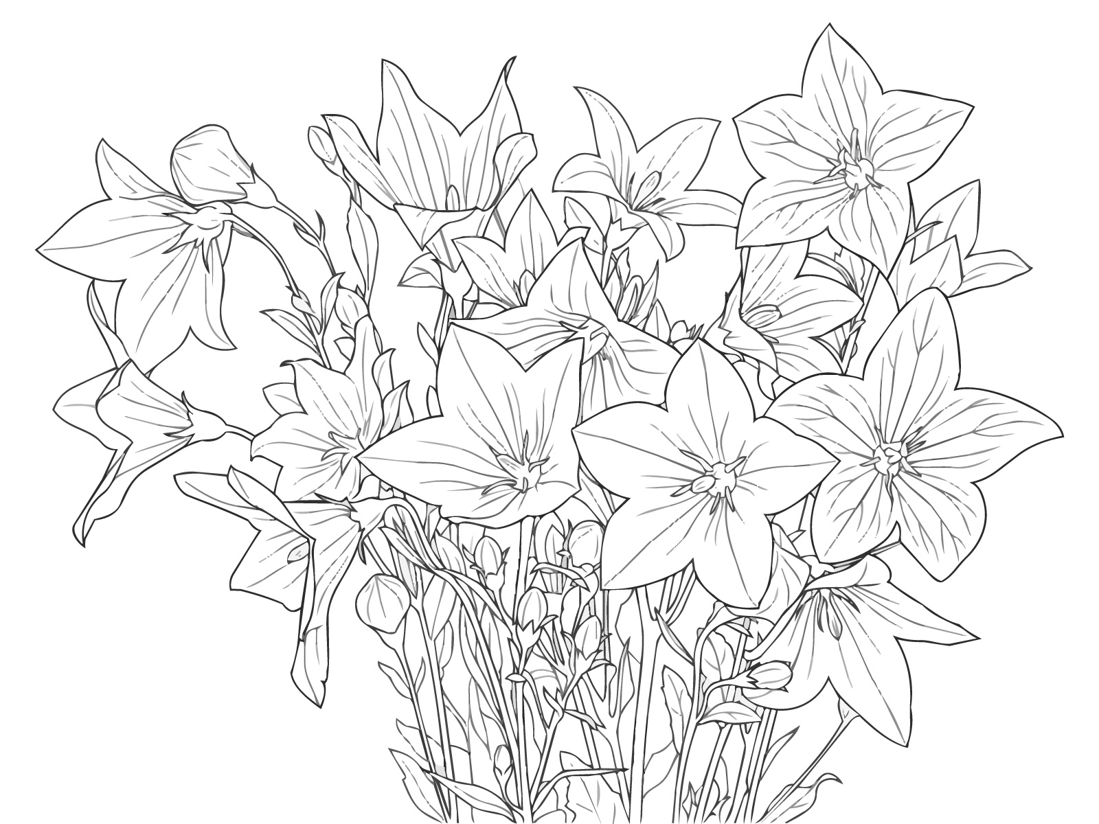 キキョウの無料塗り絵イラスト（知育・高齢者レク用）