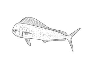 シイラの無料塗り絵イラスト（知育・高齢者レク用）