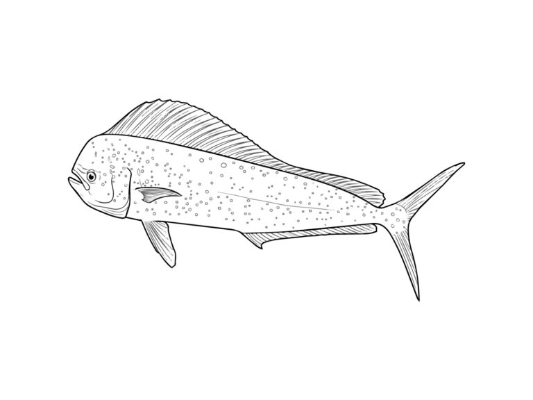 シイラの無料塗り絵イラスト（知育・高齢者レク用）
