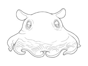 メンダコの無料塗り絵イラスト（知育・高齢者レク用）