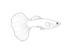 Free printable Guppy coloring page