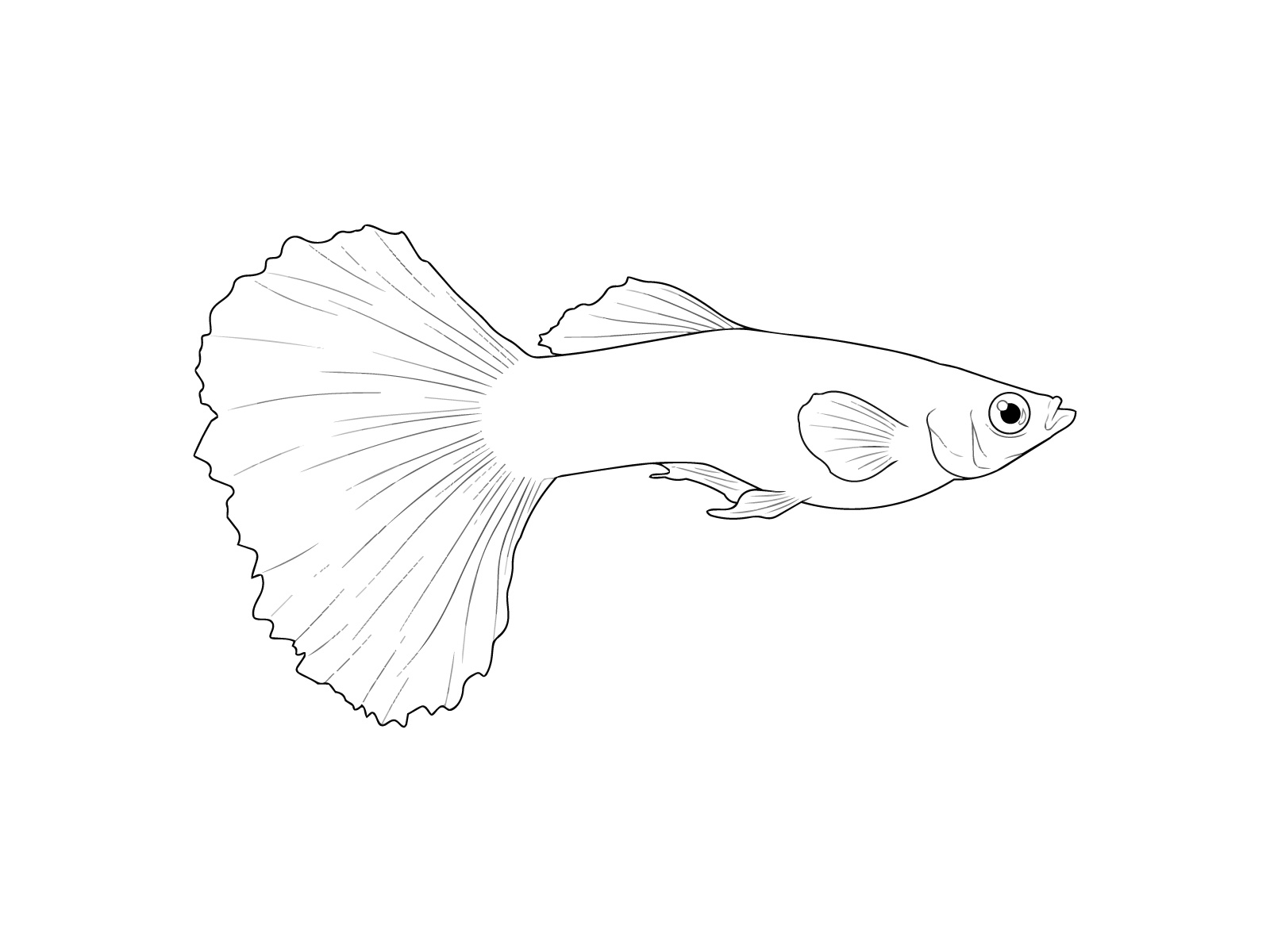 グッピーの無料塗り絵イラスト（知育・高齢者レク用）