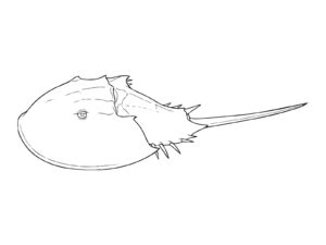 カブトガニ２の無料塗り絵イラスト（知育・高齢者レク用）