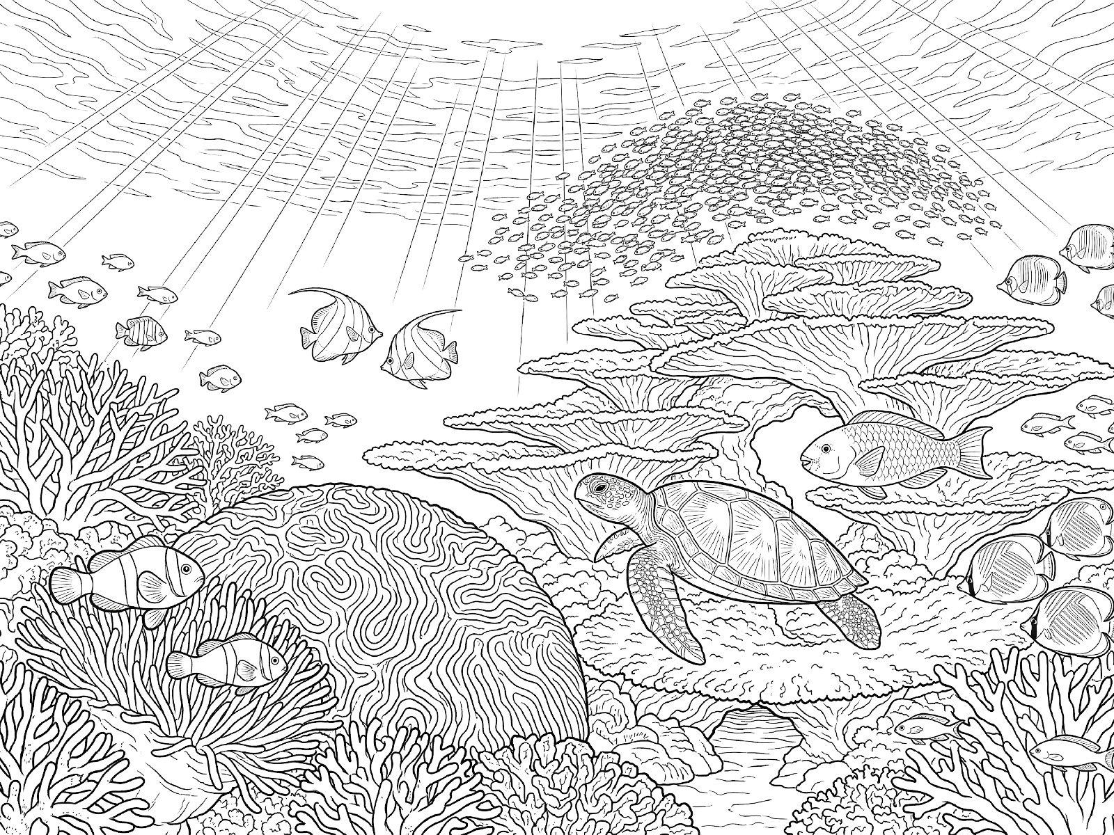 石垣島 石西礁湖のサンゴ礁の無料塗り絵イラスト（知育・高齢者レク用）