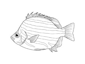 Free printable Microcanthus strigatus coloring page