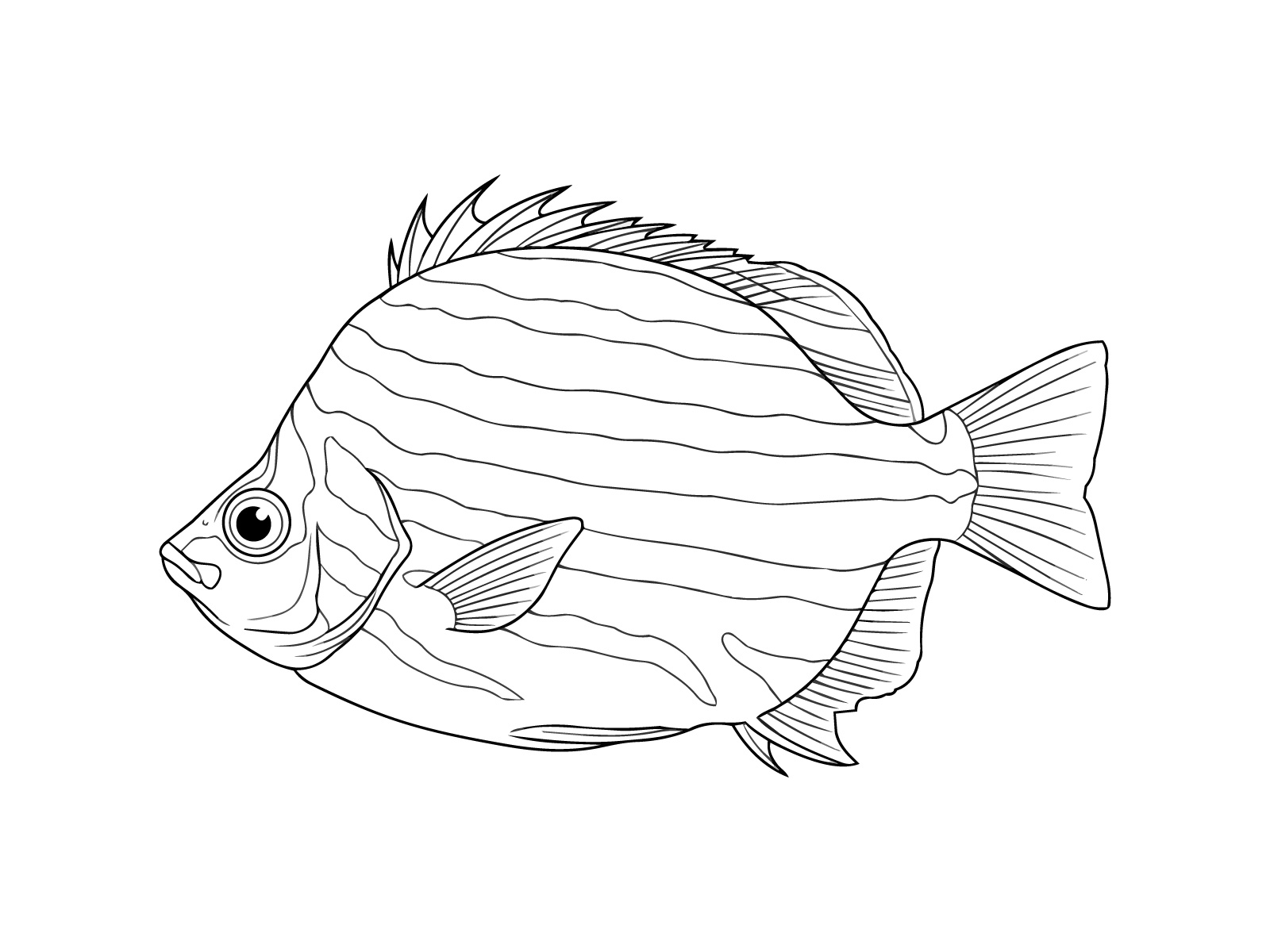 カゴカキダイの無料塗り絵イラスト（知育・高齢者レク用）