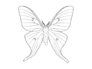 Free printable Indian moon moth coloring page