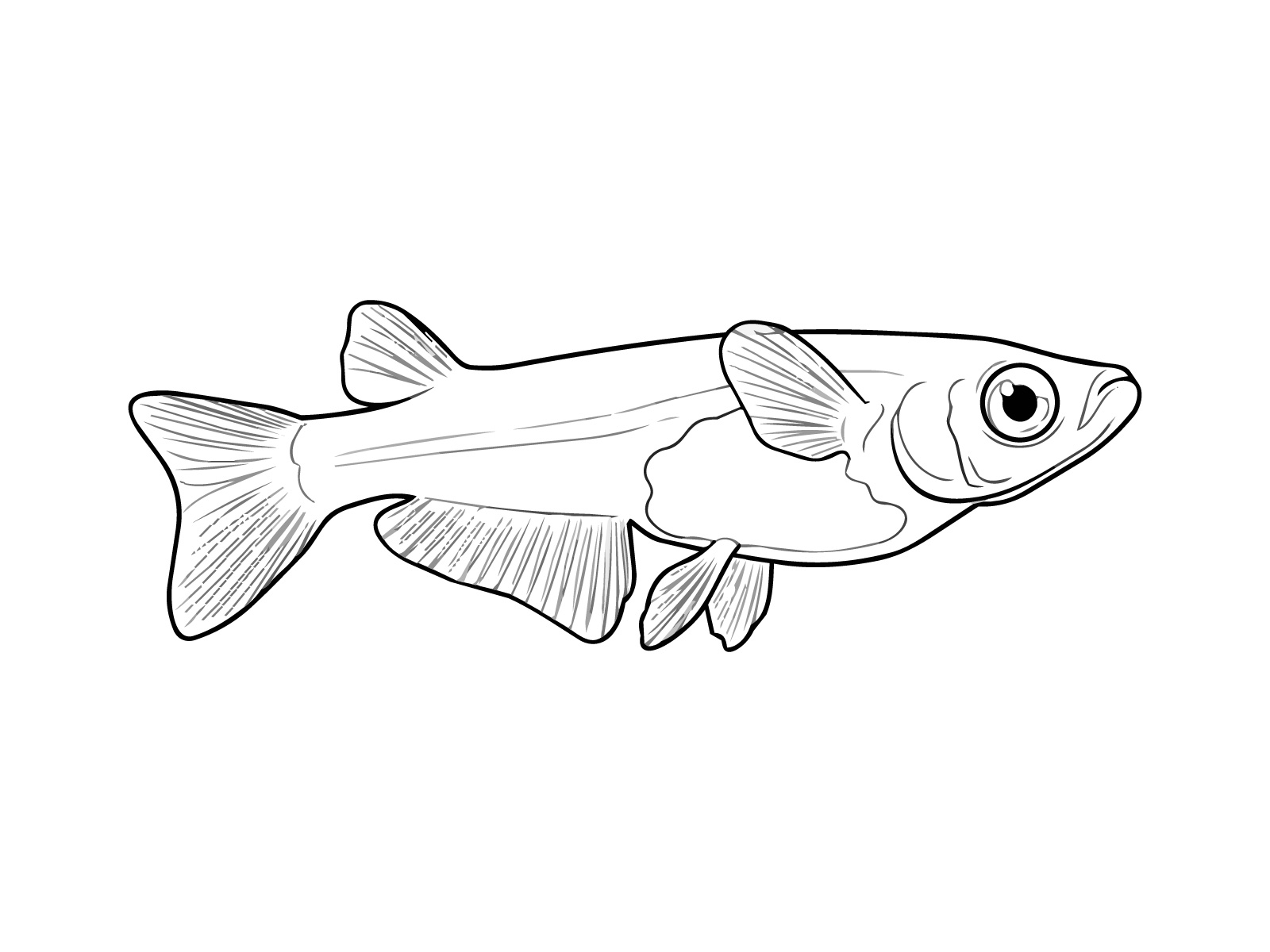 メダカの無料塗り絵イラスト（知育・高齢者レク用）
