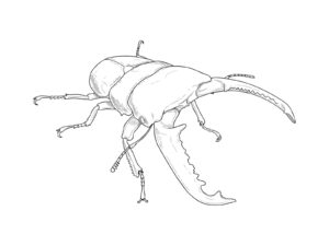 Free printable Palawan giant stag beetle coloring page