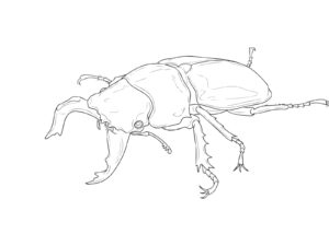タランドゥスオオツヤクワガタの無料塗り絵イラスト（知育・高齢者レク用）