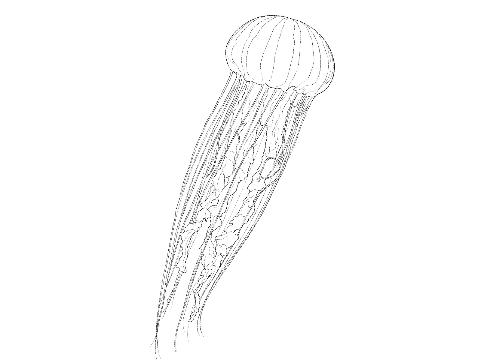アカクラゲの無料塗り絵イラスト（知育・高齢者レク用）