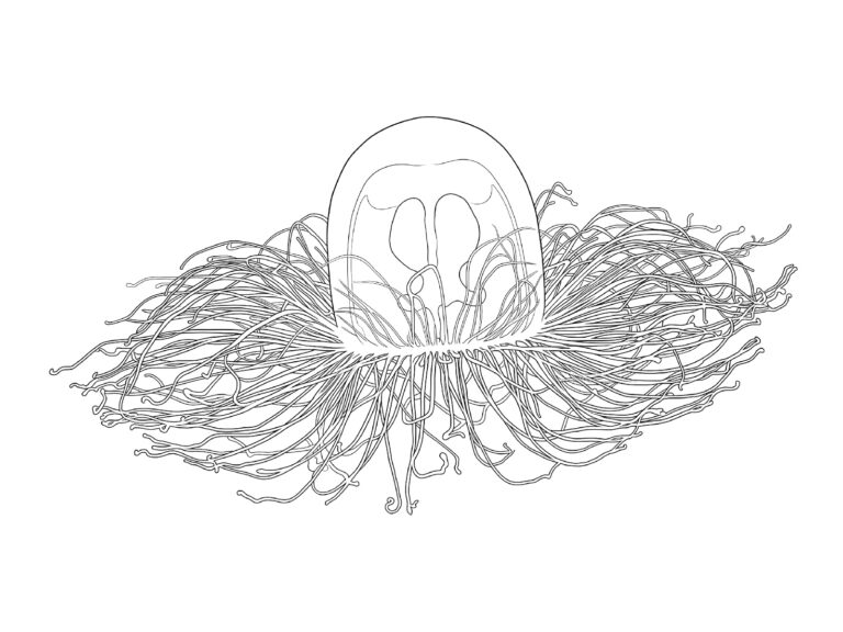 ベニクラゲの無料塗り絵イラスト（知育・高齢者レク用）