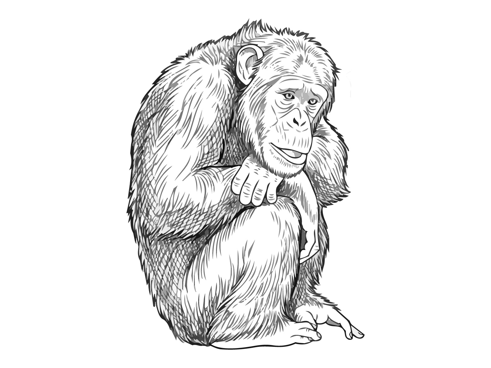 チンパンジーの無料塗り絵イラスト（知育・高齢者レク用）