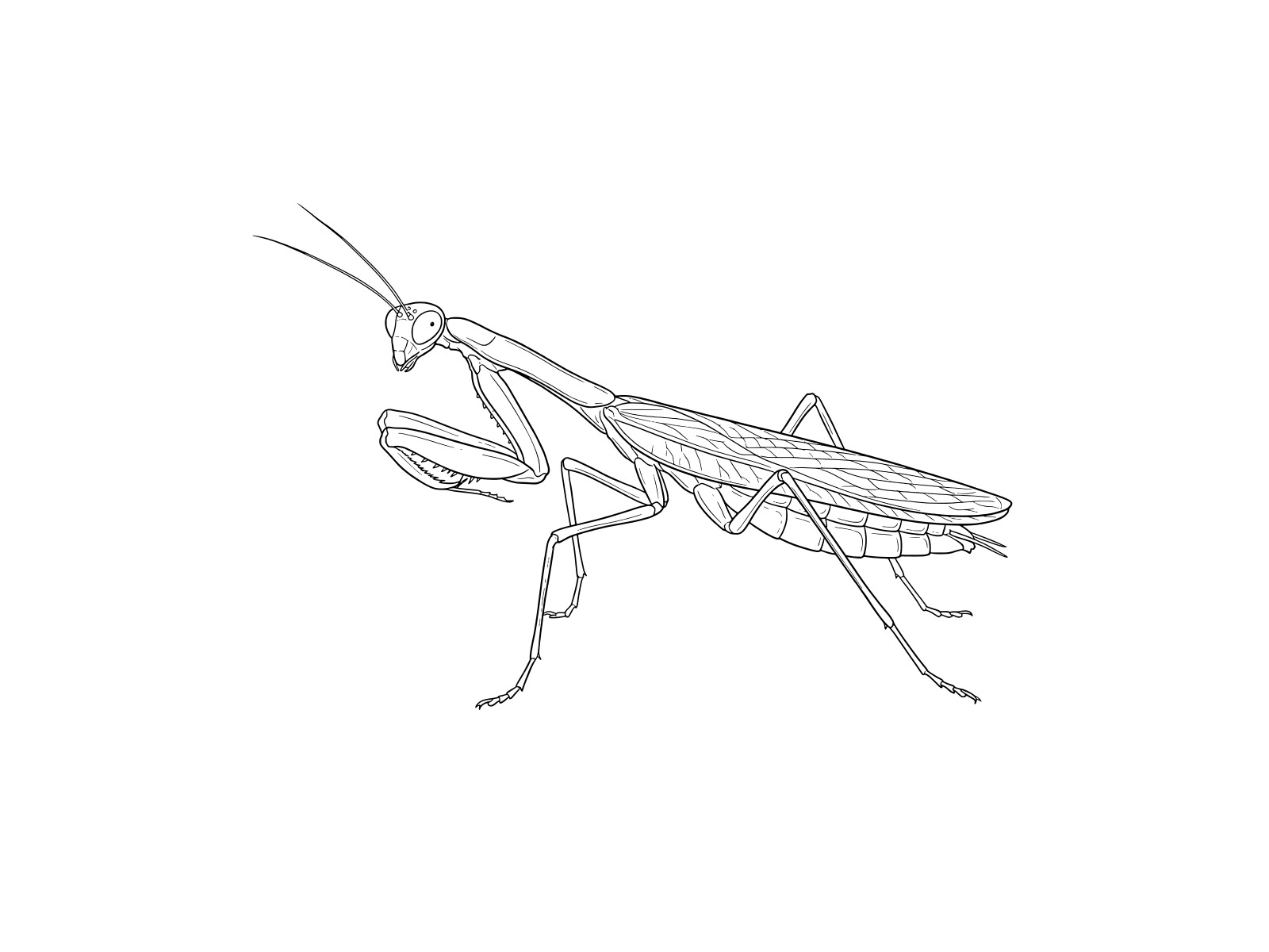 チョウセンカマキリの無料塗り絵イラスト（知育・高齢者レク用）