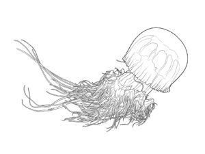 エチゼンクラゲの無料塗り絵イラスト（知育・高齢者レク用）