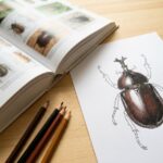塗り絵の参考になるカブトムシ・クワガタの図鑑５選