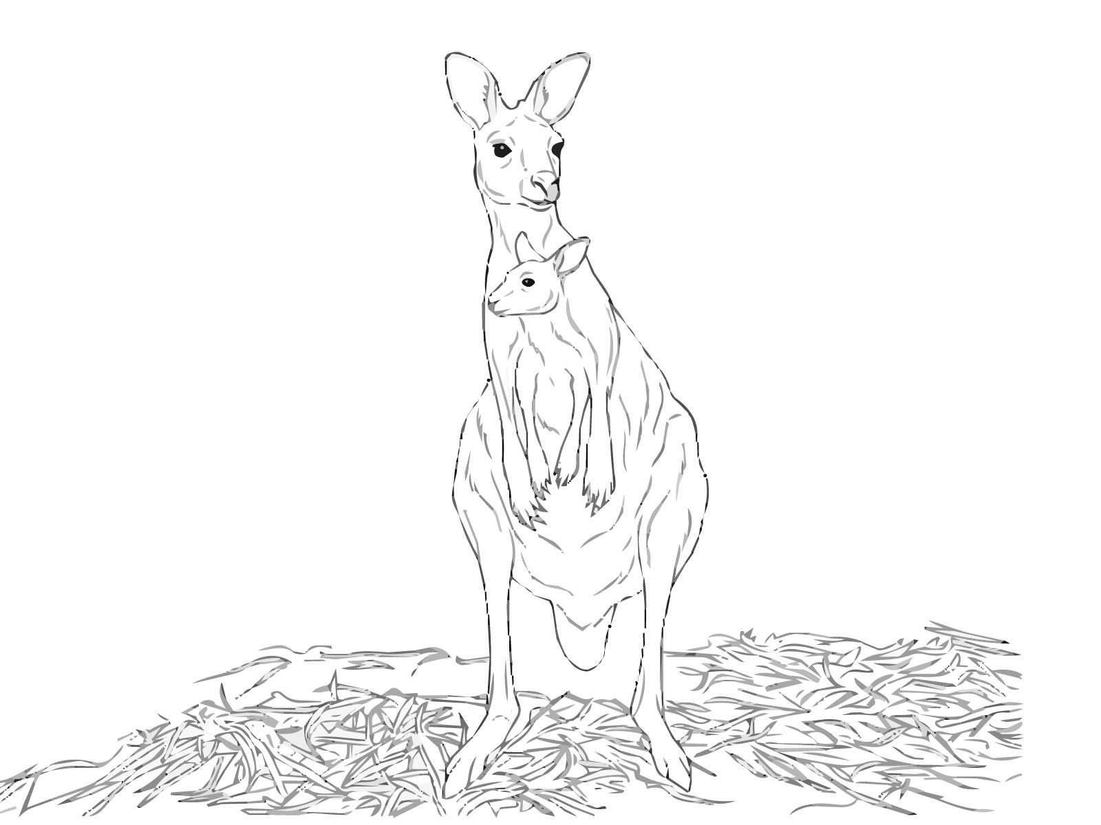 カンガルーの無料塗り絵イラスト（知育・高齢者レク用）
