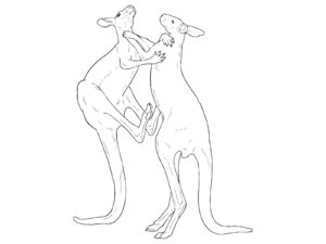 カンガルー２の無料塗り絵イラスト（知育・高齢者レク用）