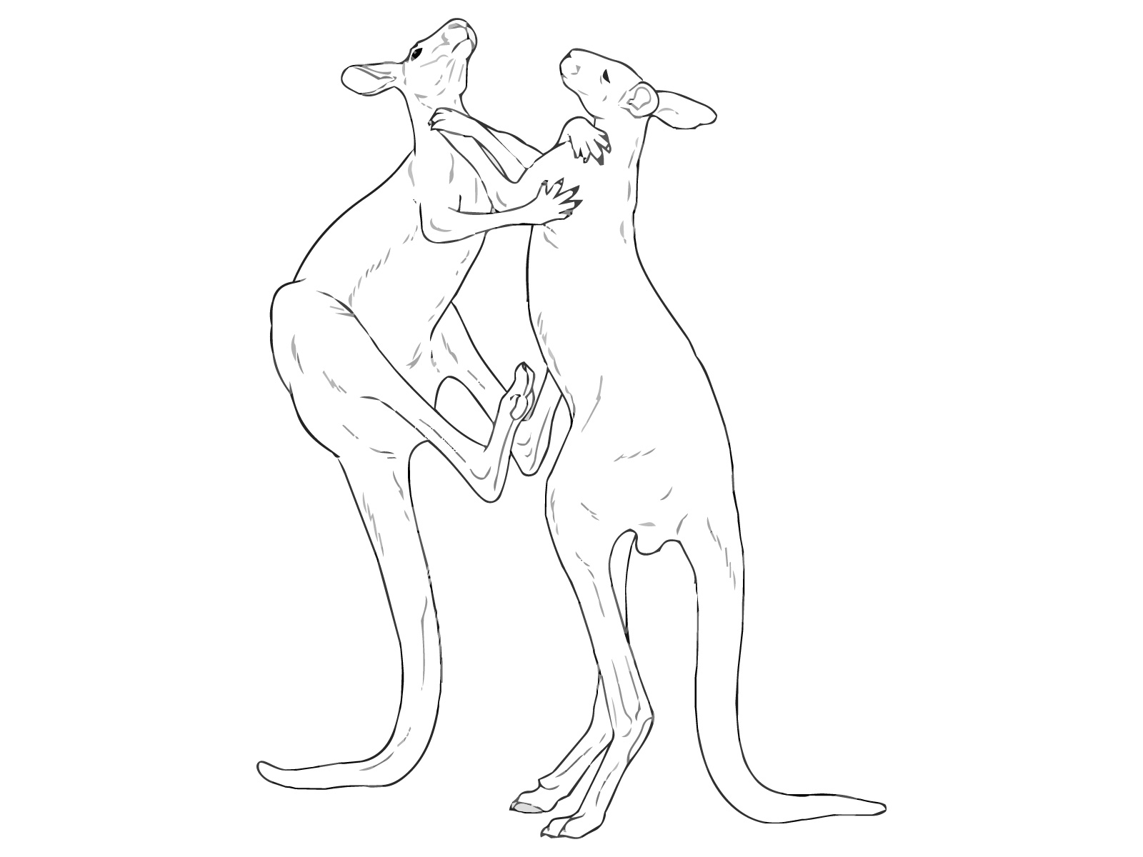 カンガルー２の無料塗り絵イラスト（知育・高齢者レク用）