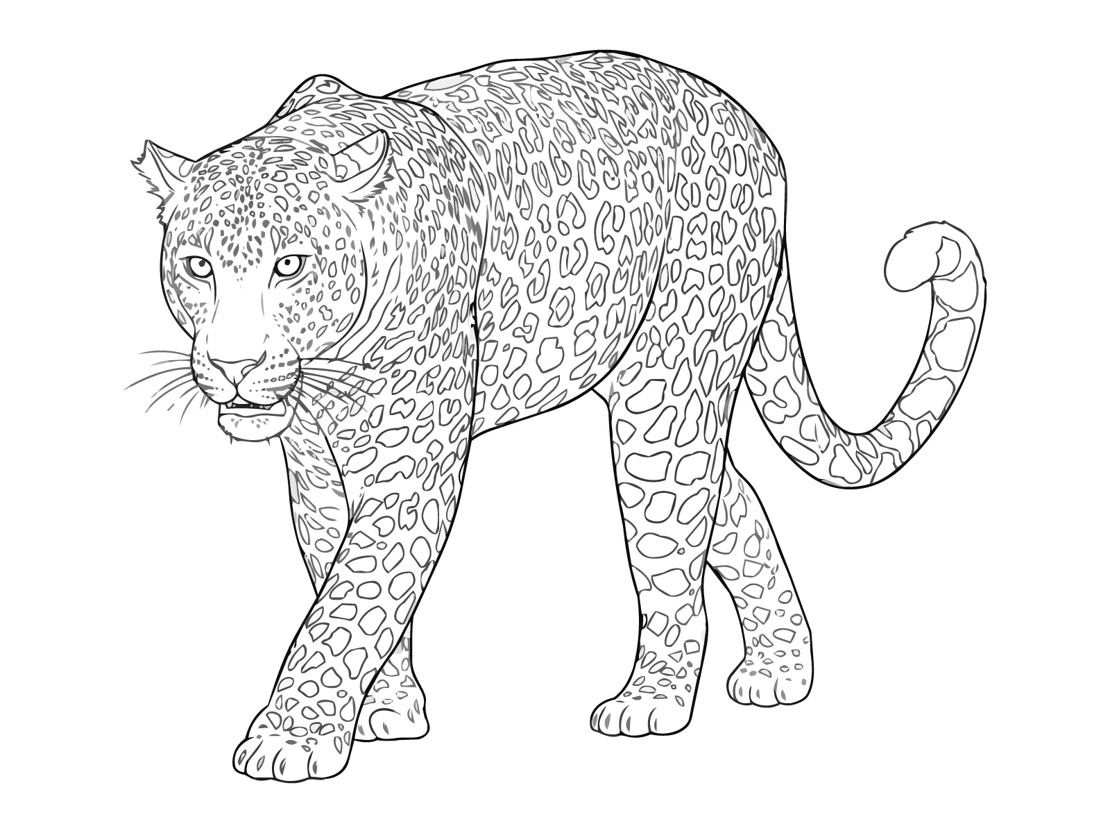 ヒョウ２の無料塗り絵イラスト（知育・高齢者レク用）