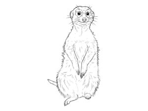 ミーアキャットの無料塗り絵イラスト（知育・高齢者レク用）