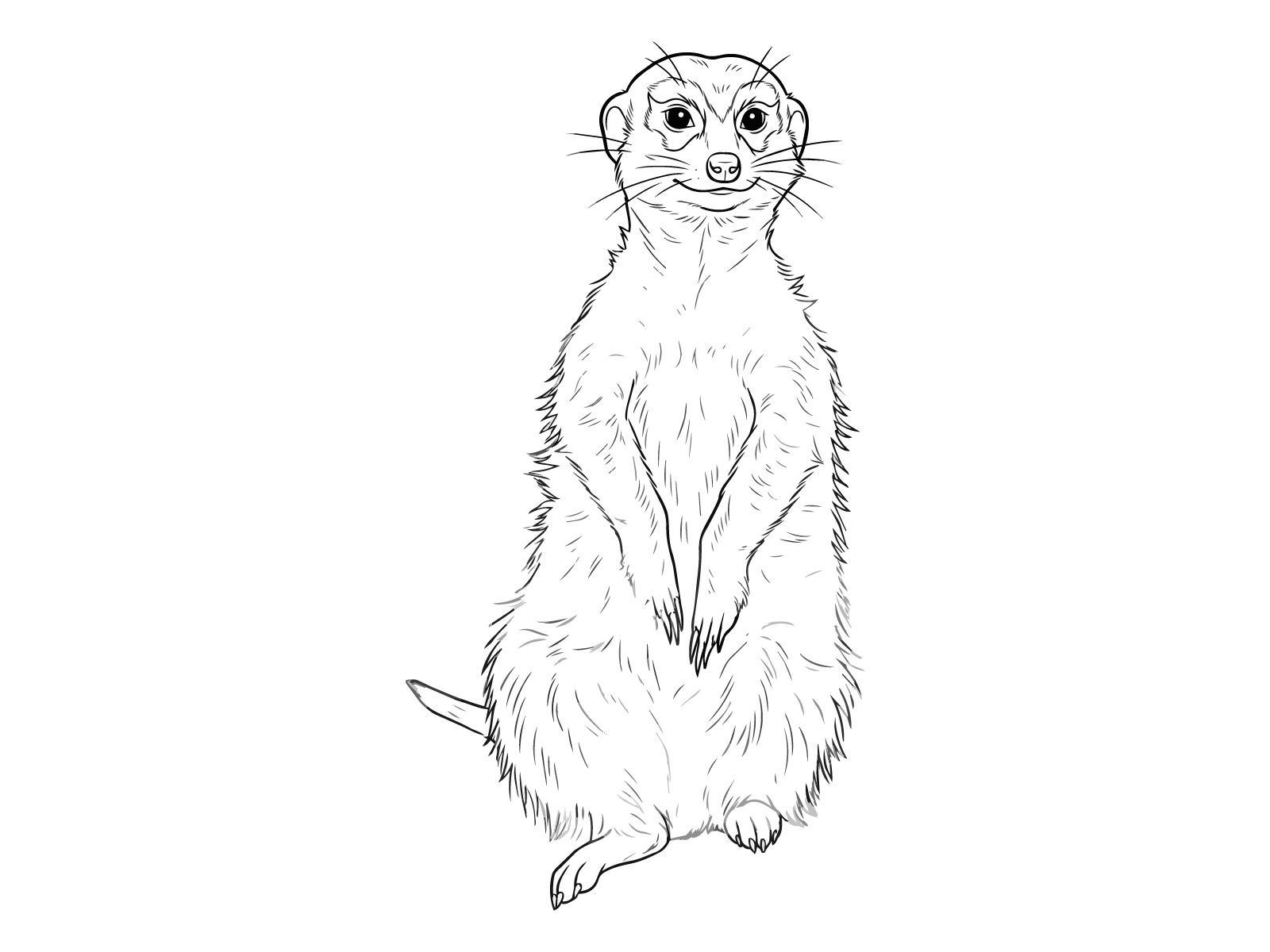 ミーアキャットの無料塗り絵イラスト（知育・高齢者レク用）