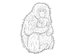 ニホンザルの無料塗り絵イラスト（知育・高齢者レク用）