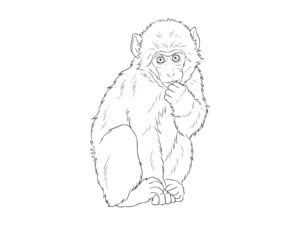 ニホンザル 小猿の無料塗り絵イラスト（知育・高齢者レク用）