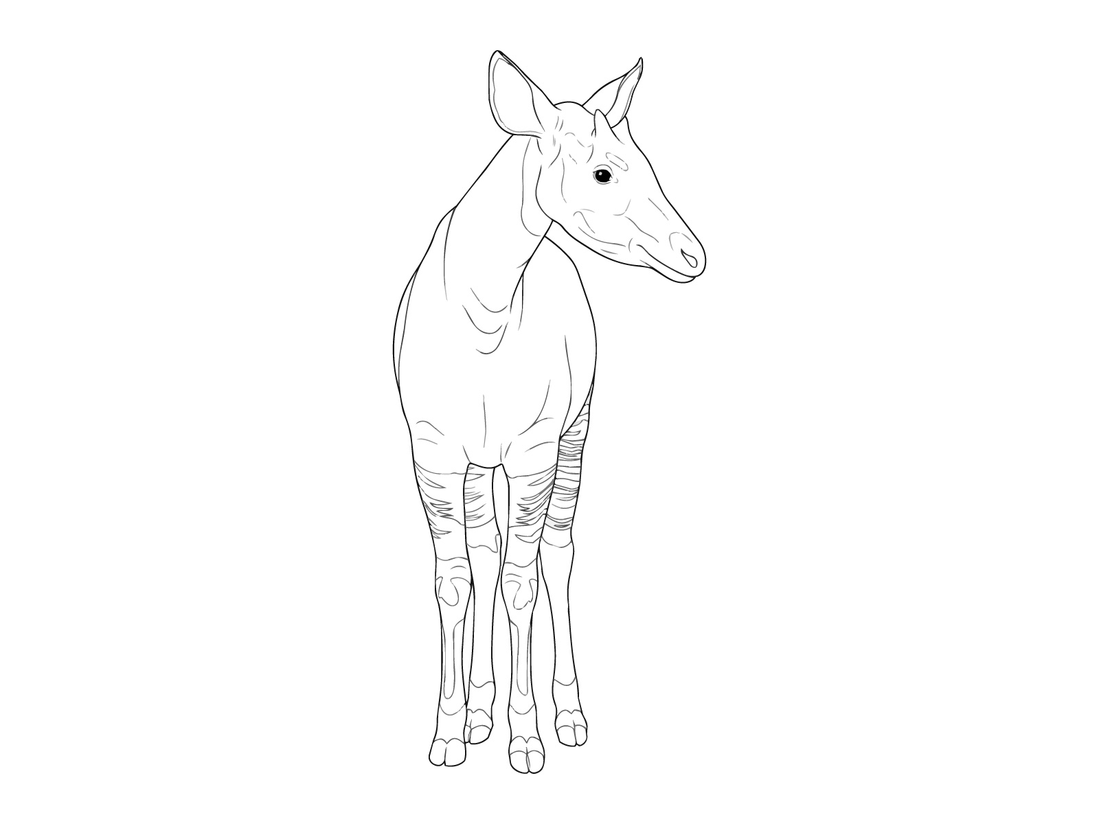 オカピの無料塗り絵イラスト（知育・高齢者レク用）
