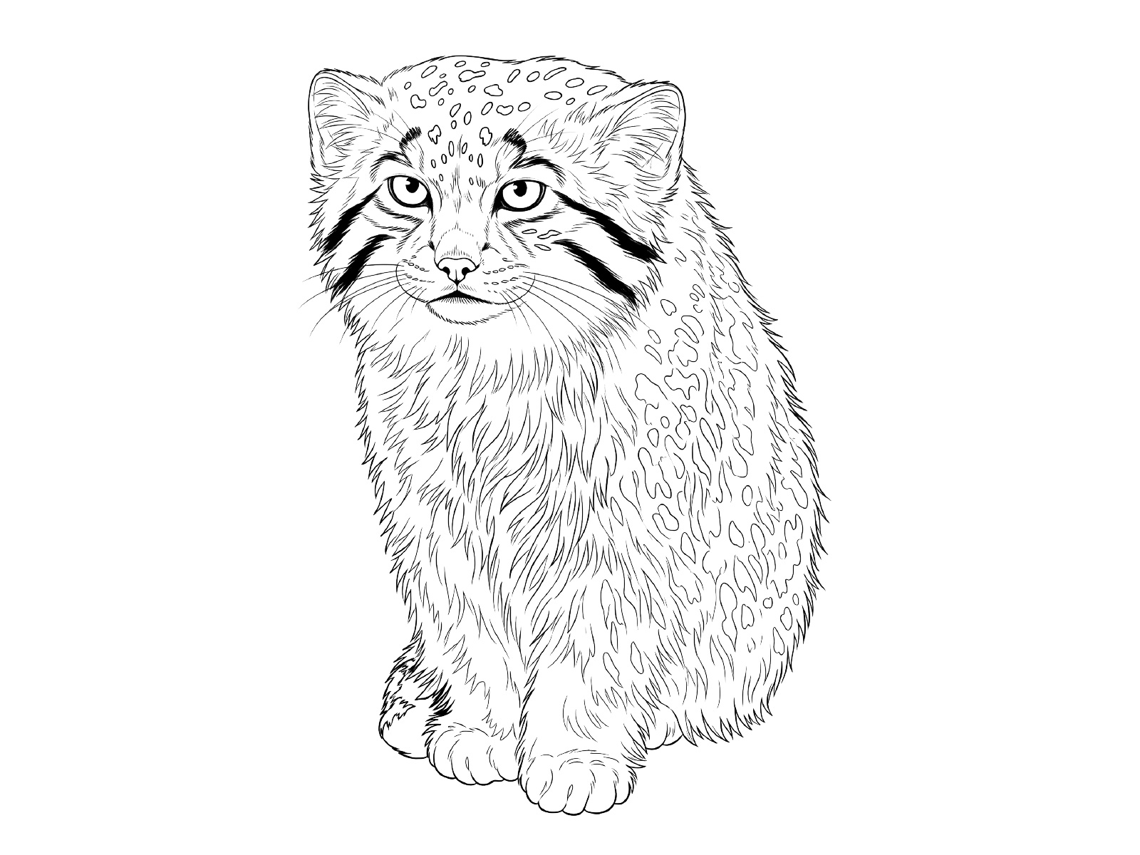 マヌルネコの無料塗り絵イラスト（知育・高齢者レク用）