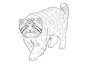 マヌルネコの無料塗り絵イラスト（知育・高齢者レク用）