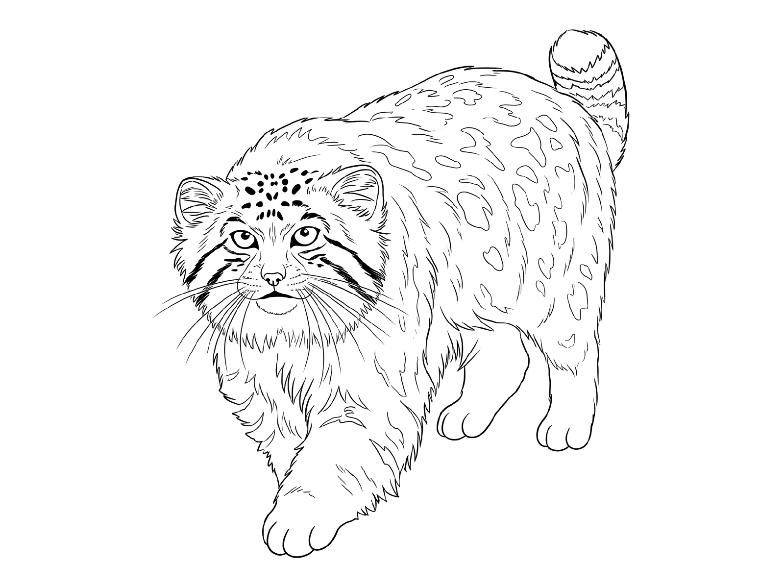 マヌルネコの無料塗り絵イラスト（知育・高齢者レク用）