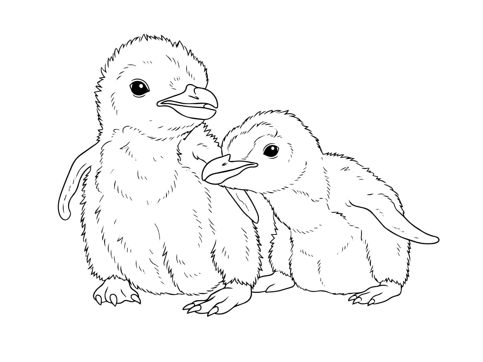 イワトビペンギンのヒナの無料塗り絵イラスト（知育・高齢者レク用）
