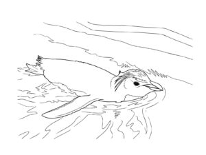 泳いでいるイワトビペンギンの無料塗り絵イラスト（知育・高齢者レク用）