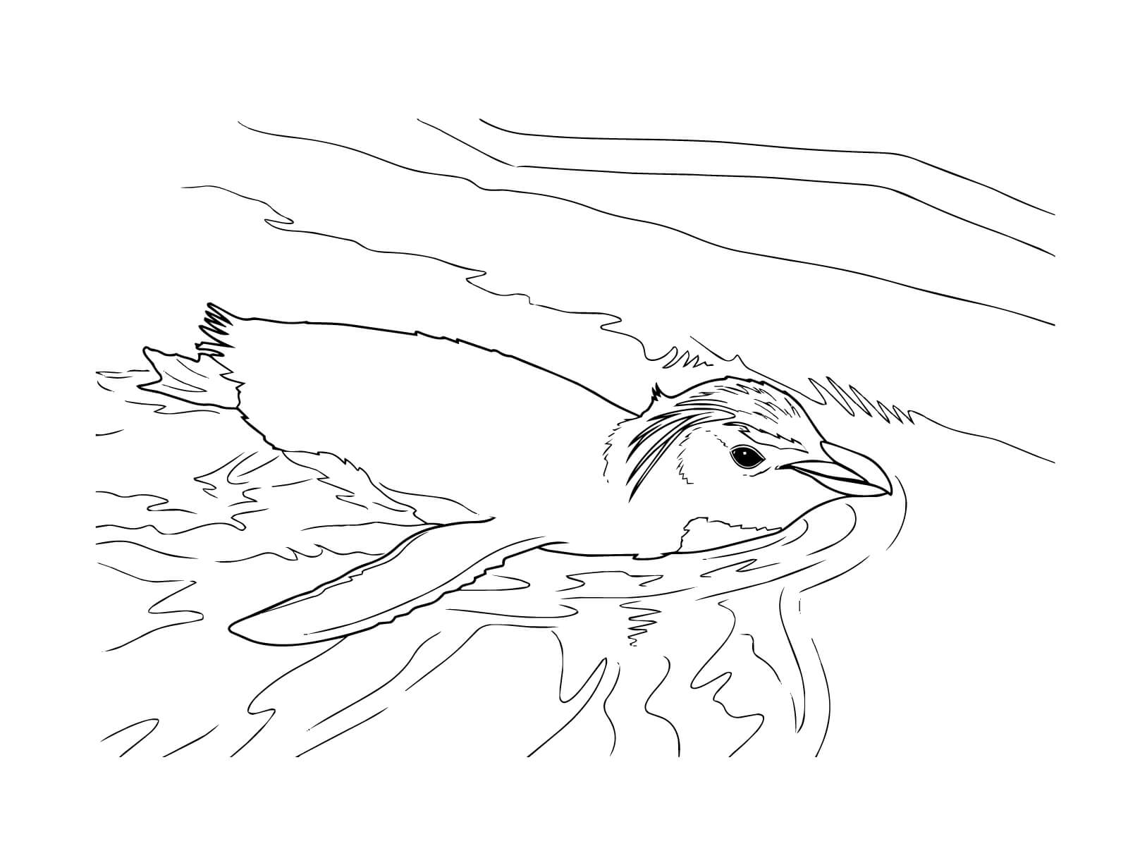 イワトビペンギンの無料塗り絵イラスト（知育・高齢者レク用）