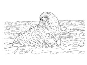 セイウチ（氷の海の上）の無料塗り絵イラスト（知育・高齢者レク用）