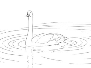 ハクチョウ（白鳥）の無料塗り絵イラスト（知育・高齢者レク用）