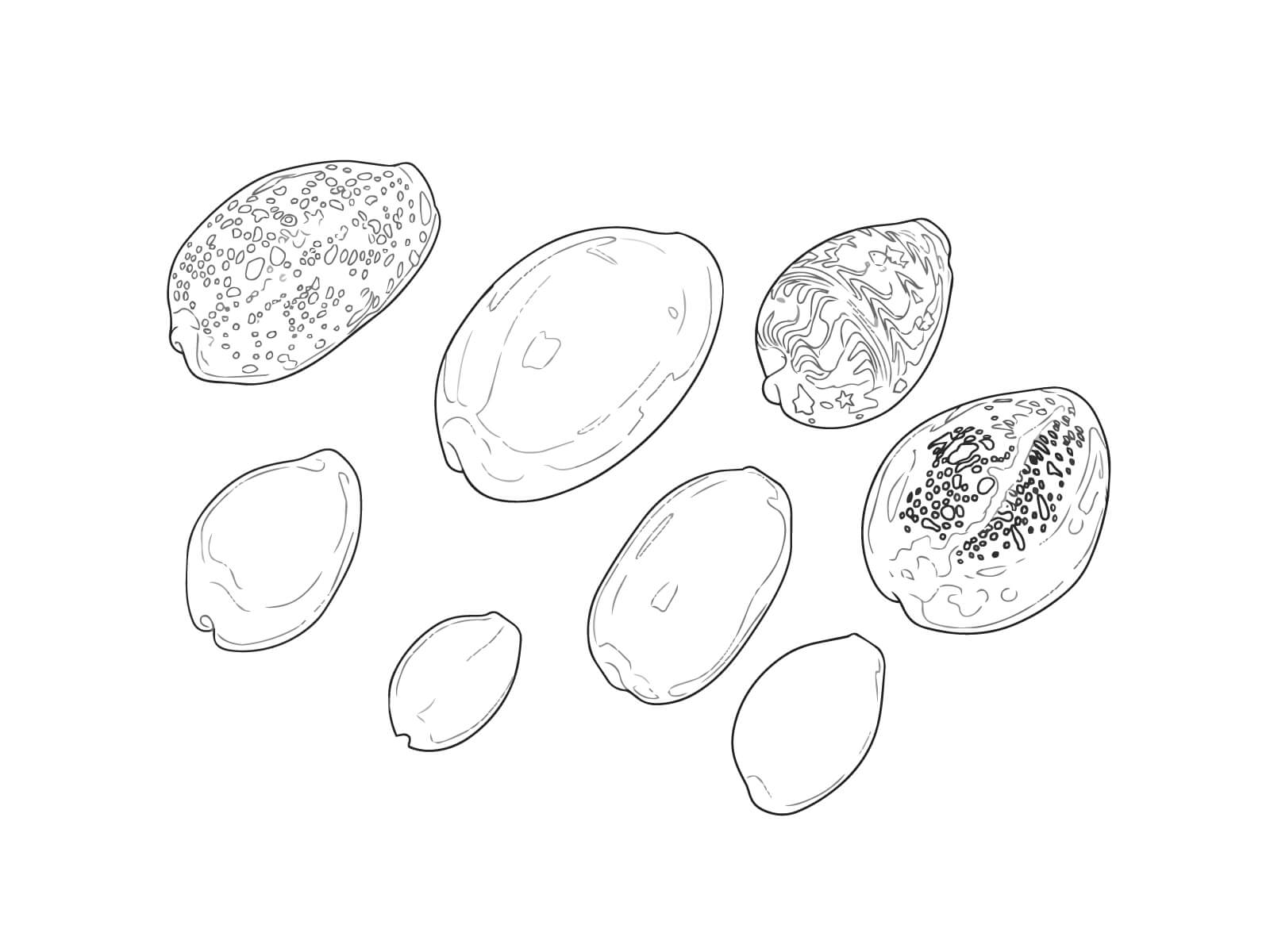 タカラガイの無料塗り絵イラスト（知育・高齢者レク用）