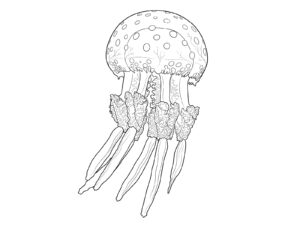 タコクラゲの無料塗り絵イラスト（知育・高齢者レク用）